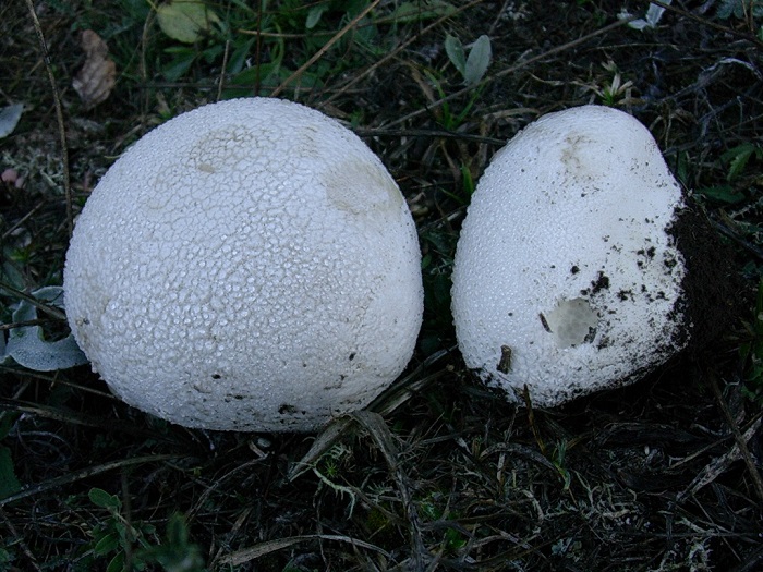 806 Ottobre vecchio ritrovamento